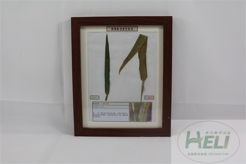 農作物病害原色教學標本-小麥葉銹病