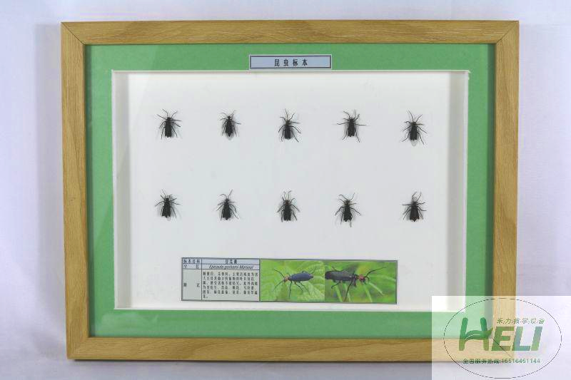 農業害蟲-豆芫菁標本