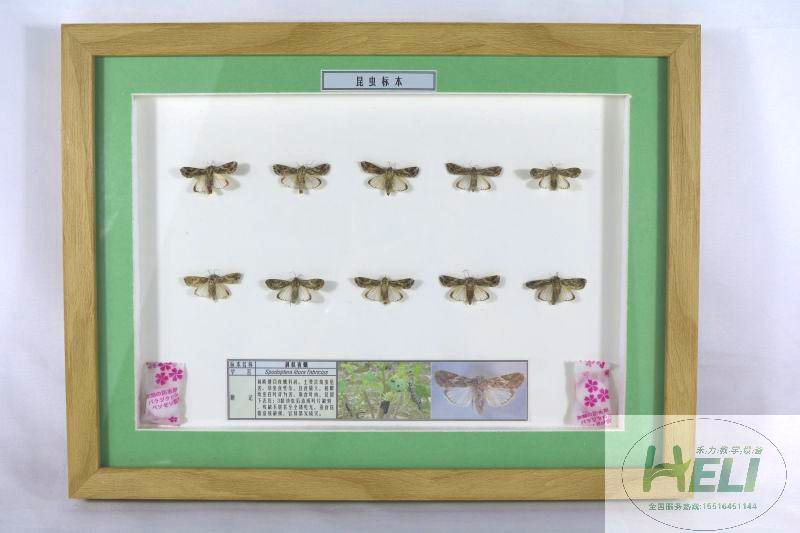 農業害蟲-斜紋夜蛾標本