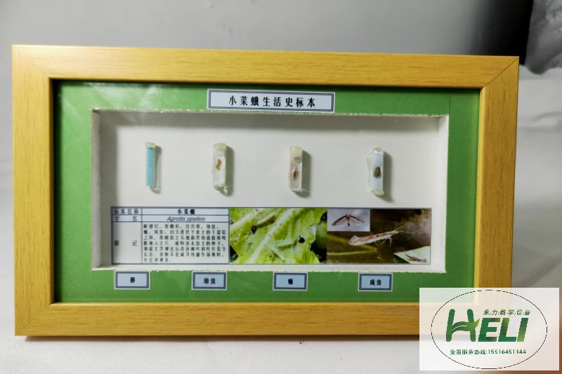 昆蟲生活史標本 農業害蟲小菜蛾標本